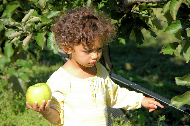 kid apple picking