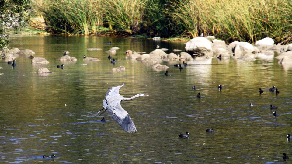 Great blue heron river louis rishoff