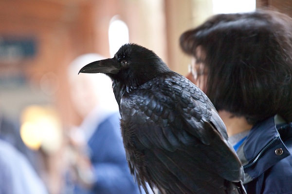Aristophanes the Common Raven - Tom Schmid