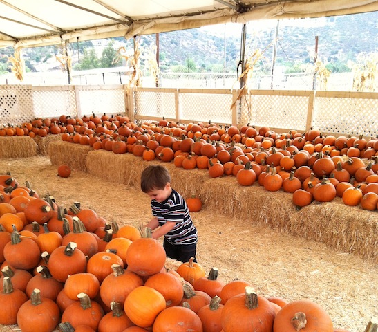 OMA'S PUMPKIN PATCH 6