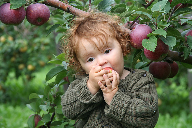 apple picking