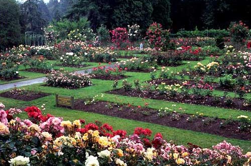 Portland Kids: Explore International Rose Test Garden/Washington Park