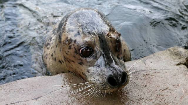 Close up of a harbor seal at the Seattle Aquarium along Seattle Waterfront