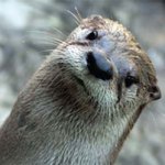 Celebrate River Otter Day at CuriOdyssey