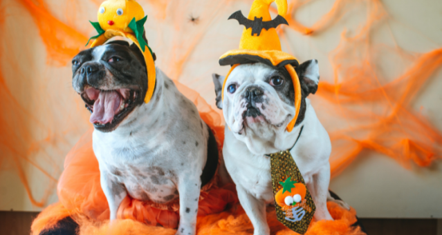 Simple & Adorable Halloween Costumes for Your Pet
