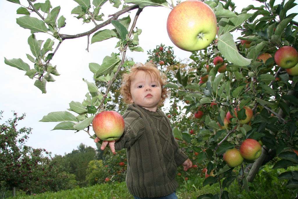 apple-picking3