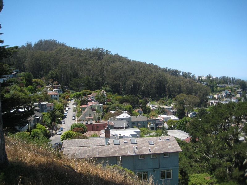 View of Sutro Forest from Tank Hill  (800x600)