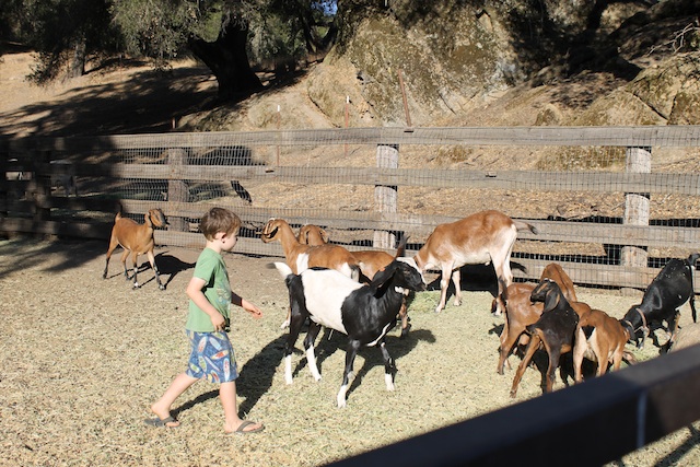 herding-goats