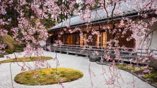 a weeping cherry blossom at the flat garden at Portland Japanese Garden
