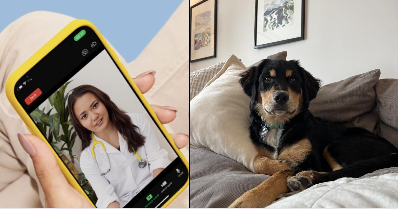 Dutch Pet Ongoing Care Plan