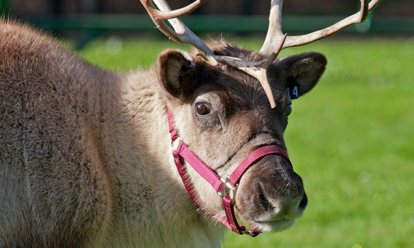 reindeer_romp_sf_zoo