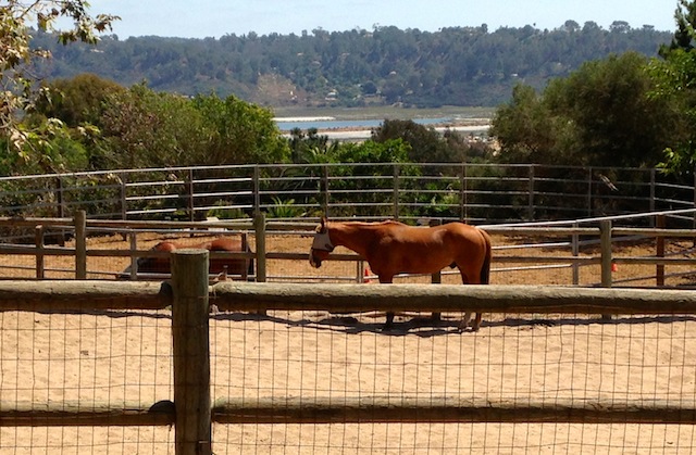 Feather Acre Farm horse view