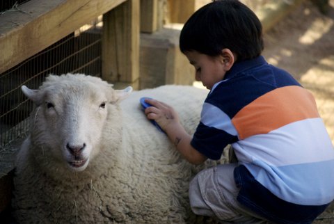 Kid_petting_sheep,_Zoo_Atlanta