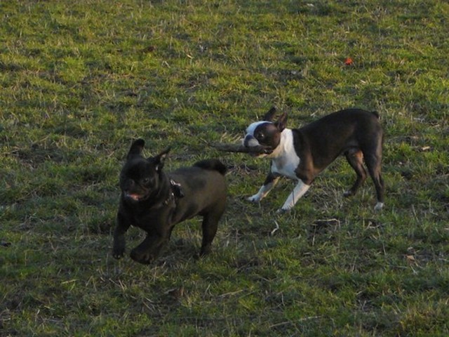 pups playing