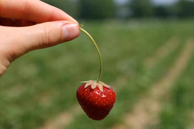 rt-strawberry-farm-earthworm