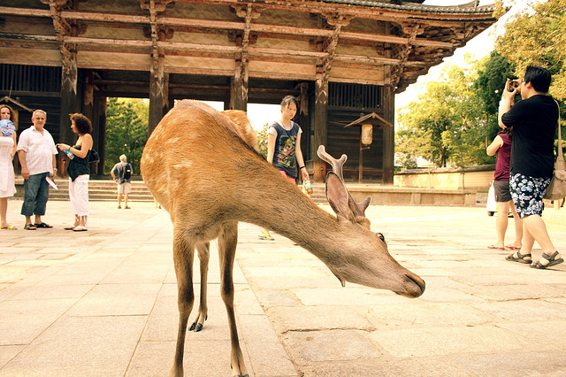 kyoto-japan-deer