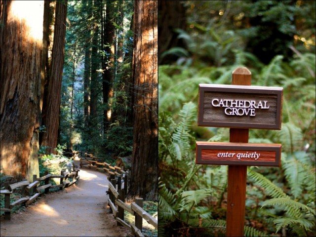 A Mini Treehugger’s Guide to Muir Woods