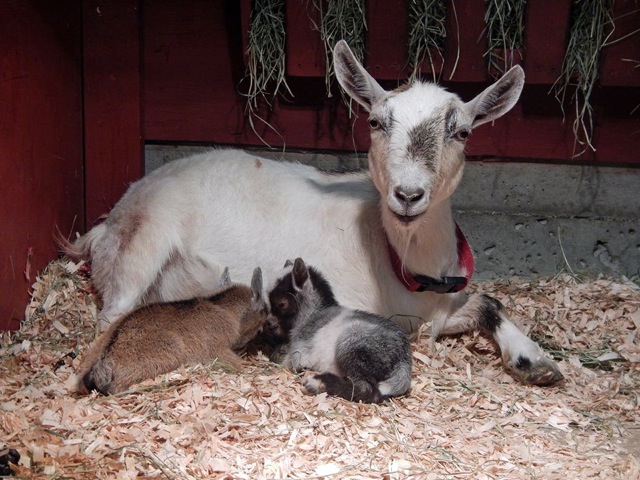 Beacon Hill Children's Farm FB page goats