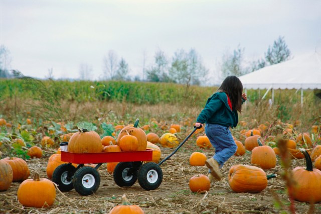 The 50 Best Pumpkin Patches in the Country
