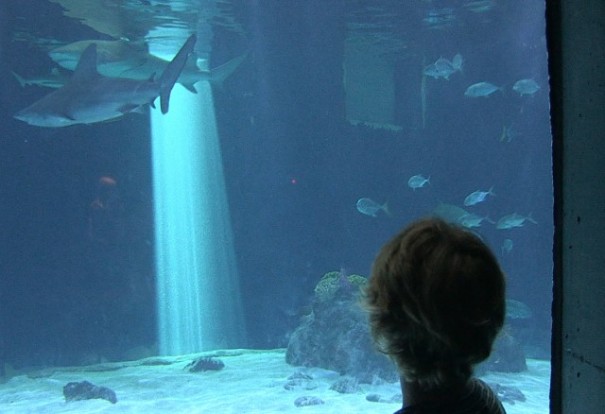 boy-sharks-aquarium