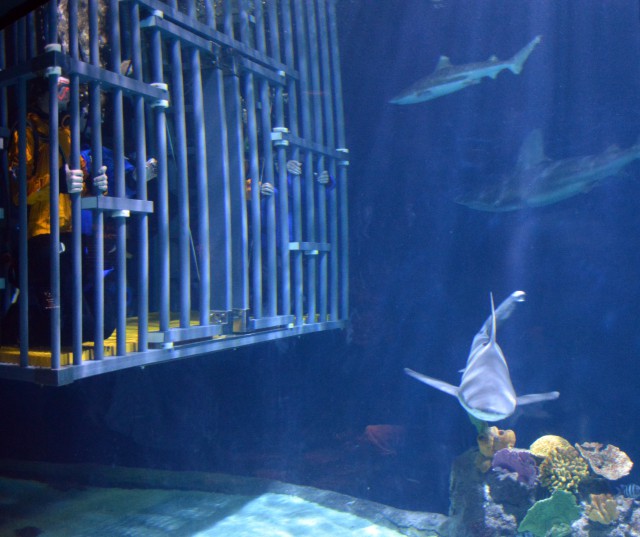 sharks-aquarium
