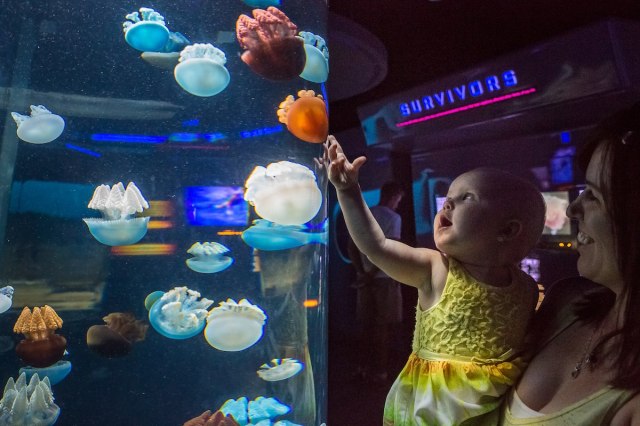 Under the Sea: Family Fun at the National Aquarium