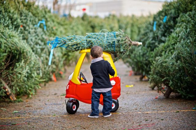 Chop, Chop! Where to Buy Your Christmas Tree in Miami