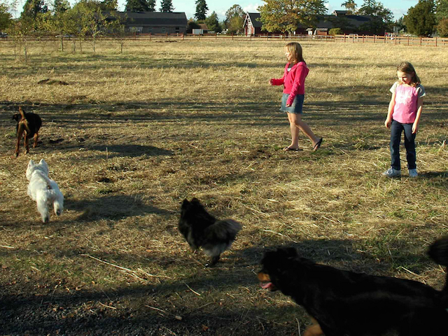 bowness off leash dog park