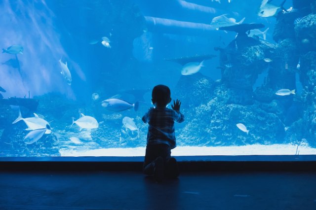 15 Reasons Why You Should Visit Houston with Kids