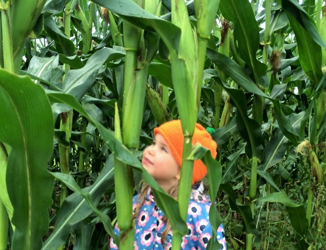 corn maze2