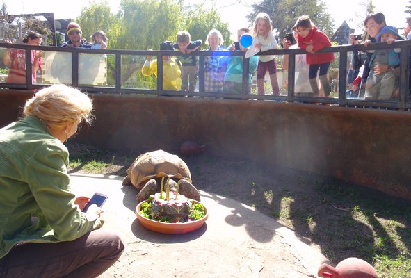 Palo Alto Junior Museum Zoo_Tortoise