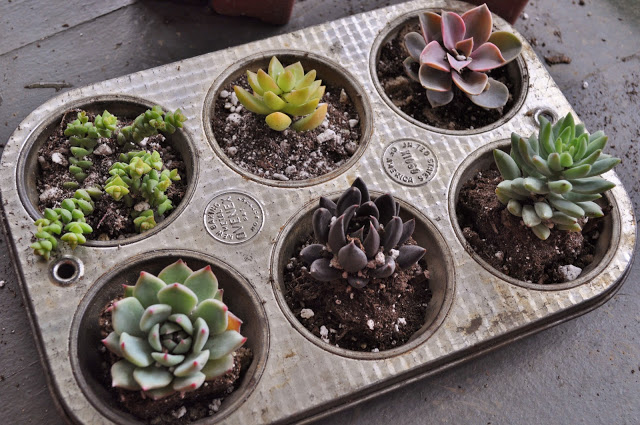 7 Easy Indoor Gardening Ideas You Can Create Year Round