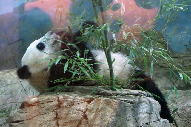 bao-bao-national-zoo-panda