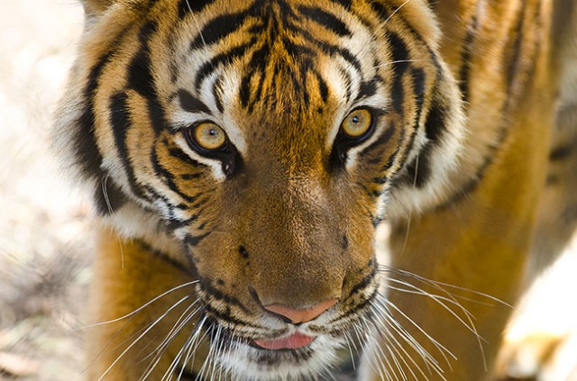 tiger woodland park zoo