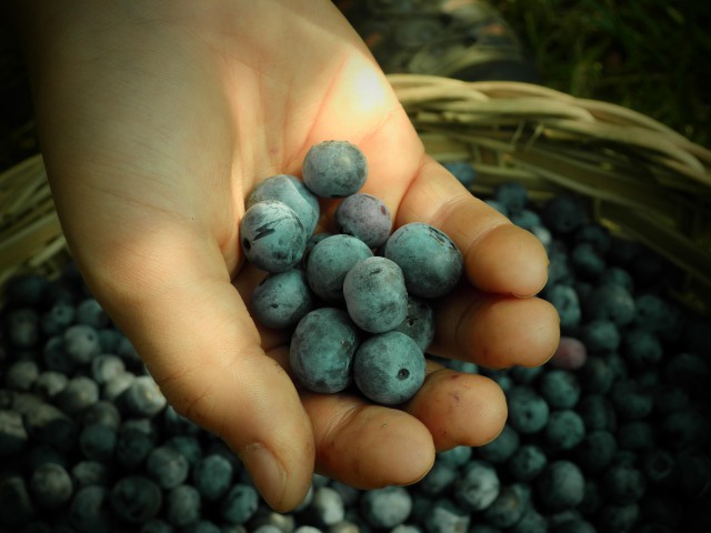 blueberries in kid's hand