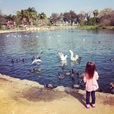 ponds near me to feed ducks