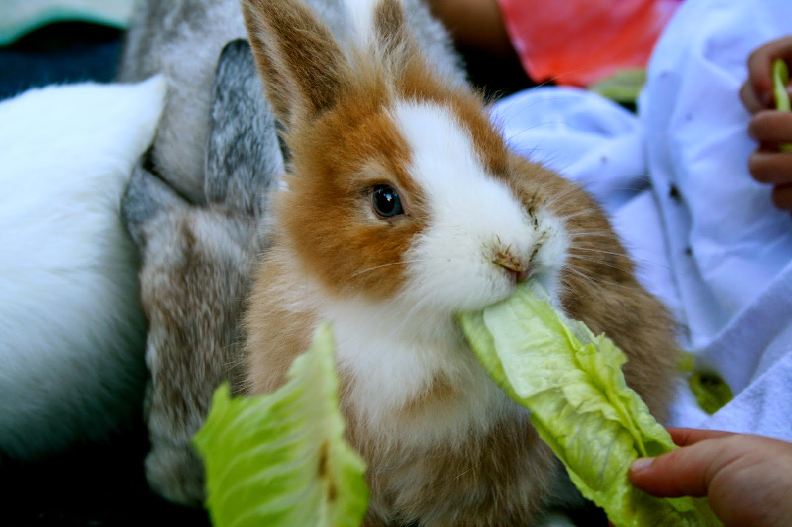 Photo Credit: Kelly Stevens