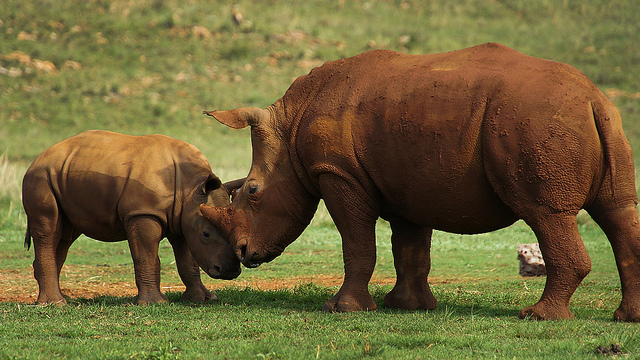 rhino mother and baby 