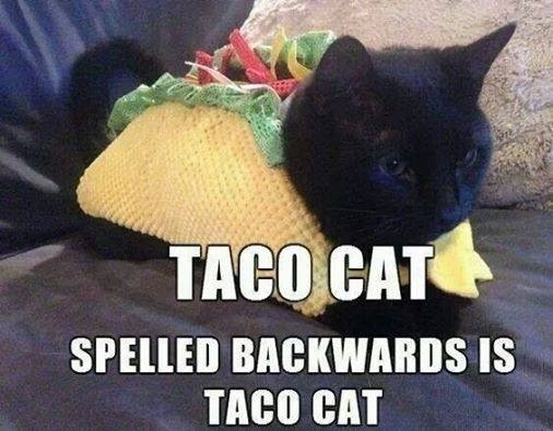 tacocat