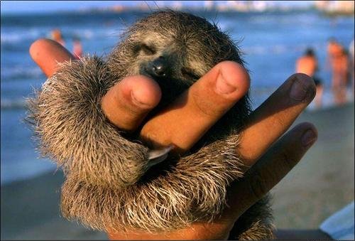 baby sloth 