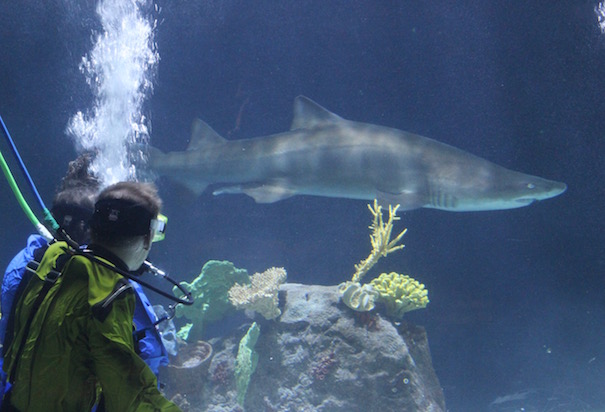 shark-divers-aquarium