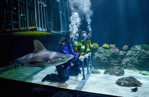 sharks-beyond-the-cage