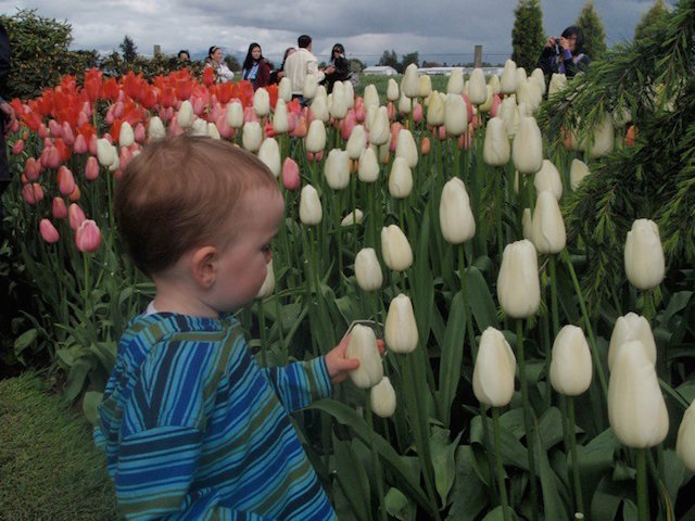 baby boy and tulip festival seattle