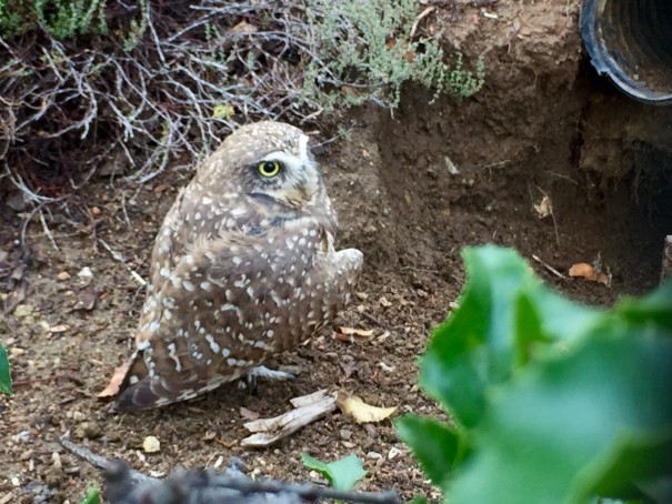 Living Coast Discovery Center Owl