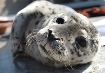A rescued seal pup at the Marine Mammal Care Center in San Pedro, CA