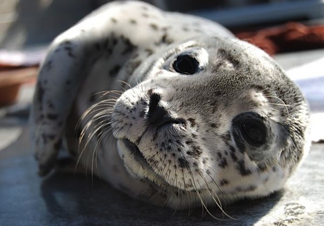 A rescued seal pup at the Marine Mammal Care Center in San Pedro, CA