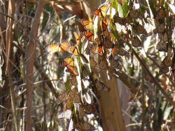 15775516766_f34e807e7c_z