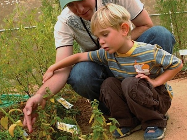 claremont-butterflies