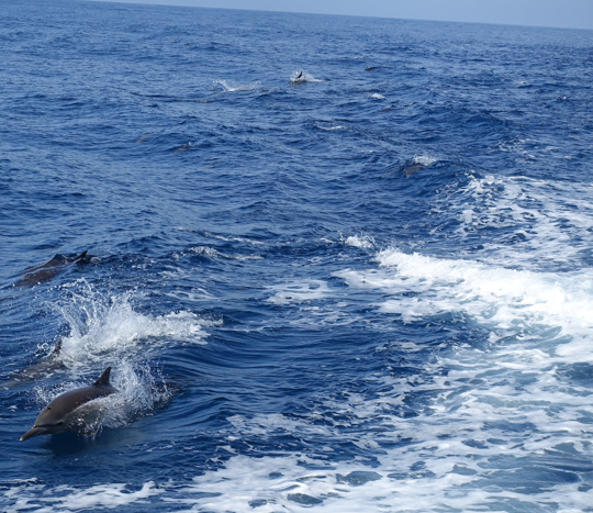 RTWylandlotsofdolphins