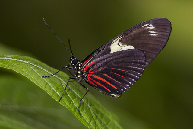 Butterfly Jungle & The Best Live Cams & Free Online Activities in San Diego